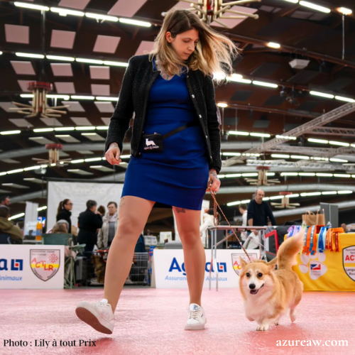Chien portant une laisse d'exposition pour montrer le rendu | Azureaw