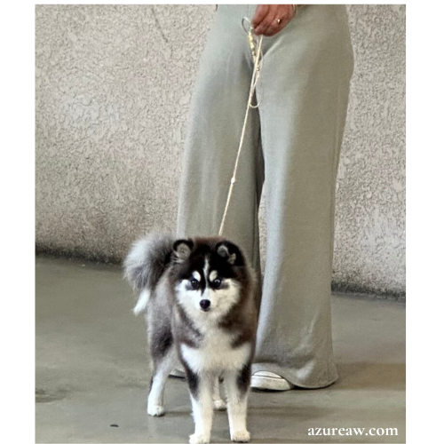 Chien portant une laisse d'exposition pour montrer le rendu | Azureaw