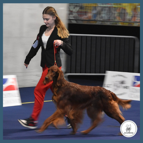 Chien portant une laisse d'exposition pour montrer le rendu | Azureaw