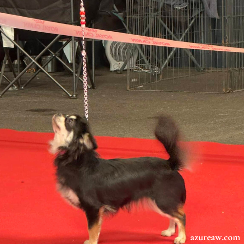 Chien portant une laisse d'exposition pour montrer le rendu | Azureaw