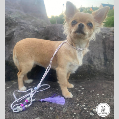 Laisse expositions canines Luxe - Fait main Laisse expositions canines Luxe - Fait main