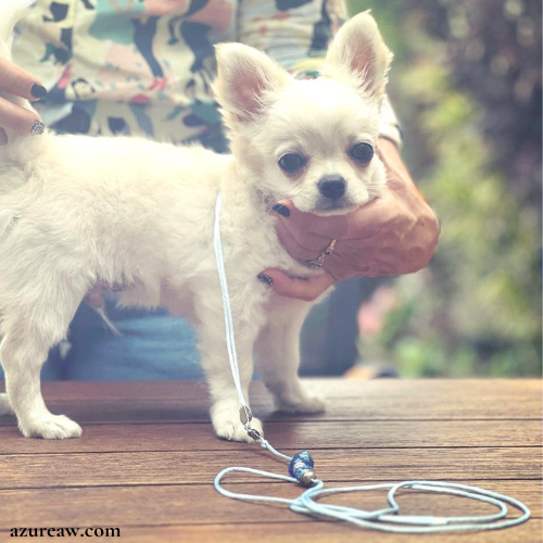 Chien portant une laisse d’exposition pour montrer le rendu | Azureaw