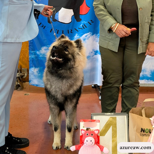 Chien portant une laisse d'exposition pour montrer le rendu | Azureaw