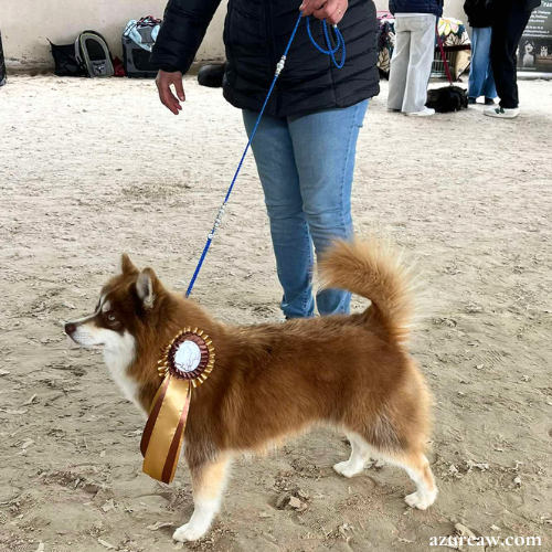 Chien portant une laisse d'exposition pour montrer le rendu | Azureaw