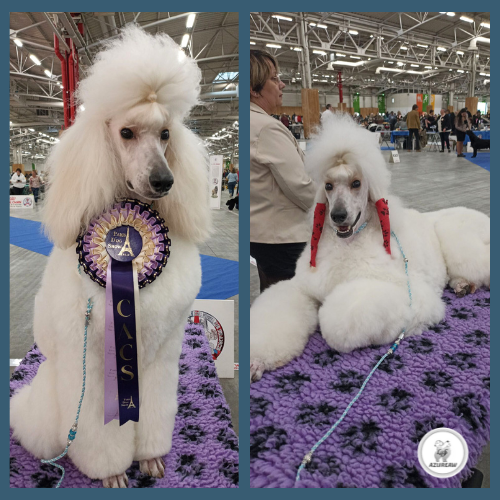 Laisse expositions canines grand chien - Fait main Laisse expositions canines grand chien - Fait main