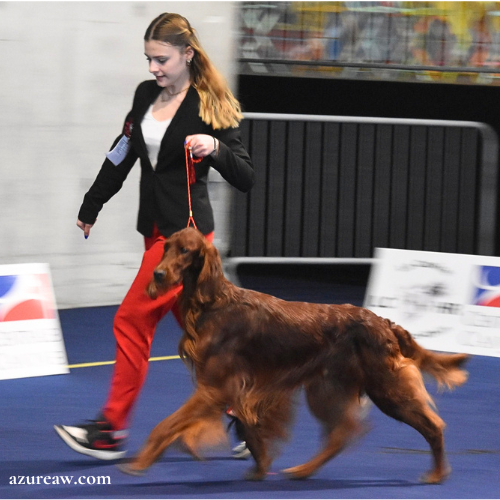 Chien portant une laisse d'exposition pour montrer le rendu | Azureaw