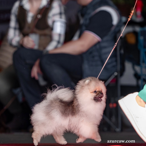 Chien portant une laisse d’exposition pour montrer le rendu sur le ring | Azureaw