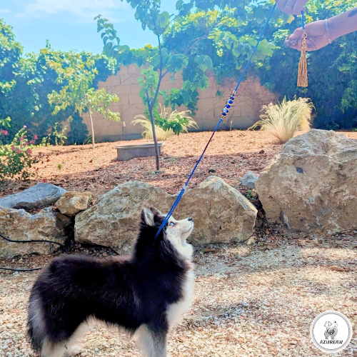 Chien portant une laisse d'exposition pour montrer le rendu | Azureaw