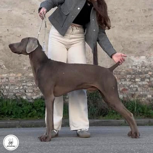 Laisse d’exposition portée par un chien pour montrer le rendu | Azureaw
