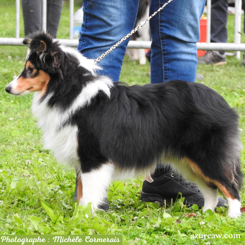 Chien portant une laisse d'exposition pour montrer le rendu | Azureaw