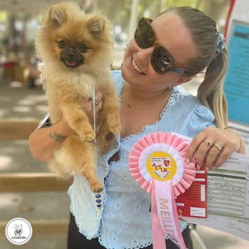 Laisse d’exposition portée par un Spitz – Azureaw Chien portant une laisse d’exposition pour montrer le rendu | Azureaw