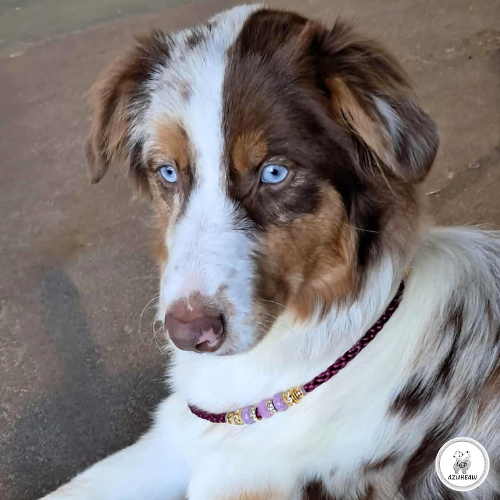 Laisse mousqueton (Ø 5 mm) - Fait main