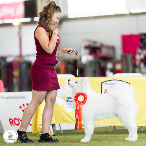 Chien portant une laisse d'exposition pour montrer le rendu | Azureaw