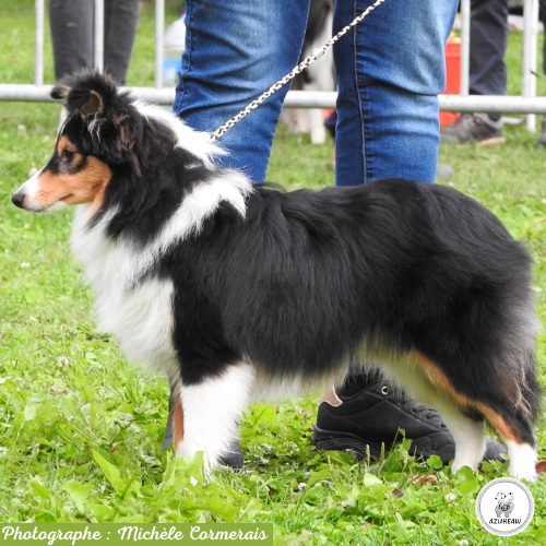 Laisse expositions canines pour petit/moyen chien - Fait main