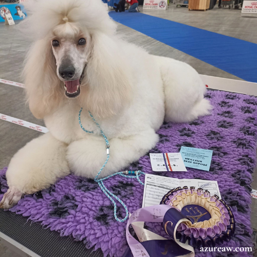Laisse expositions canines pour grand chien - Fait main