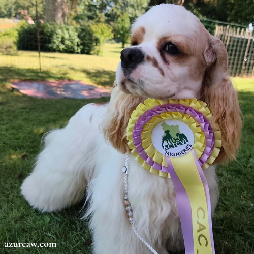Laisse d'exposition portée – Azureaw Chien portant une laisse d'exposition pour montrer le rendu | Azureaw