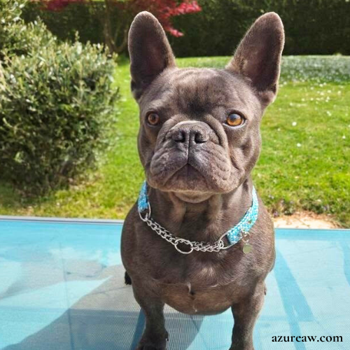 Chien portant un collier tressé martingale  pour montrer le rendu | Azureaw