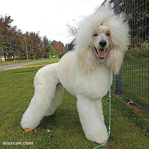 Laisse d'exposition portée – Azureaw Chien portant une laisse d'exposition pour montrer le rendu | Azureaw