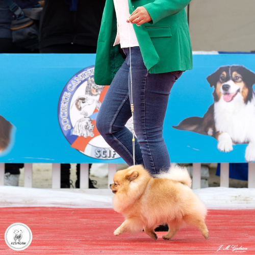 Chien portant une laisse d’exposition pour montrer le rendu | Azureaw