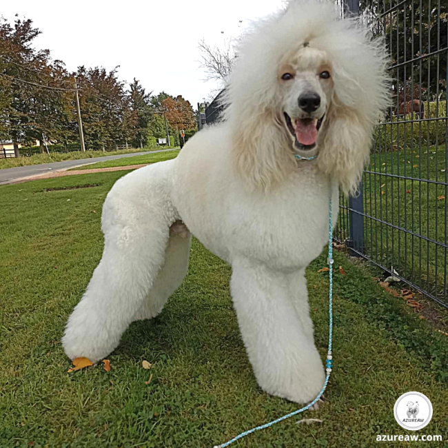 Laisse expositions canines grand chien - Fait main