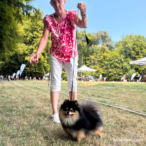 Laisse d'exposition portée – Azureaw Chien portant une laisse d'exposition pour montrer le rendu | Azureaw