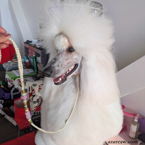 LAISSE GRAND CHIEN - JADE HAMEURY 2 Chien portant une laisse d'exposition pour montrer le rendu | Azureaw