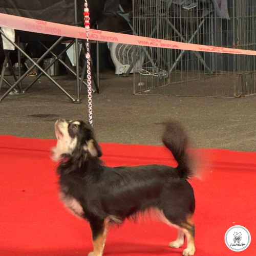 Laisse d'exposition portée – Azureaw Chien portant une laisse d'exposition pour montrer le rendu | Azureaw