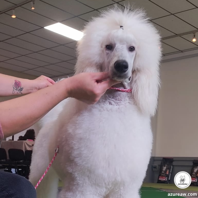 Laisse expositions canines pour grand chien - Fait main