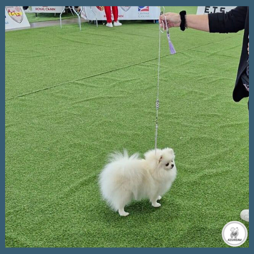 Laisse expositions canines luxe avec pompon pour mini chien - Fait main