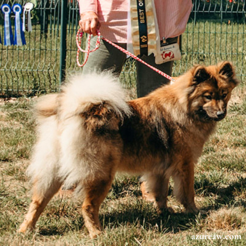 Chien portant une laisse d'exposition pour montrer le rendu | Azureaw