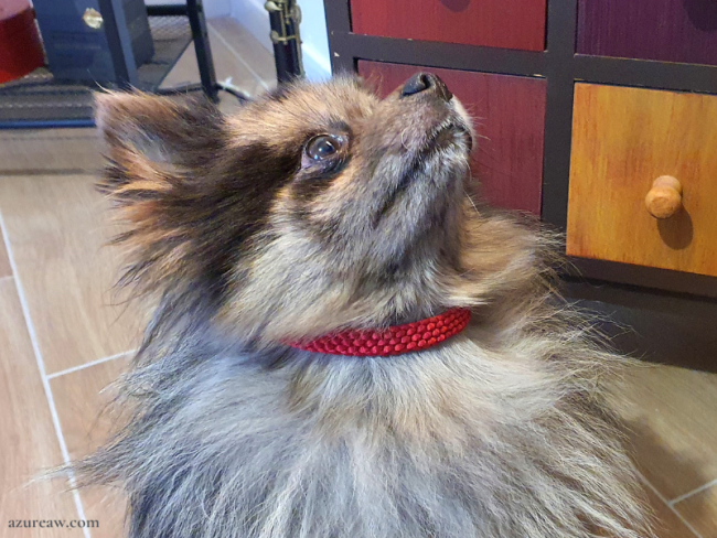 Jess et son collier tressé - Fait main et sur mesure 