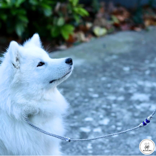 Chien portant une laisse d'exposition pour montrer le rendu | Azureaw