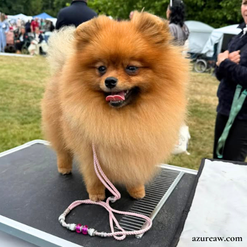 Chien portant une laisse d'exposition pour montrer le rendu | Azureaw