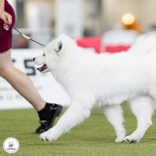 Eurasier portant une laisse d’exposition tressée noire et argent lors de la Nationale d’Élevage du CFE 2025