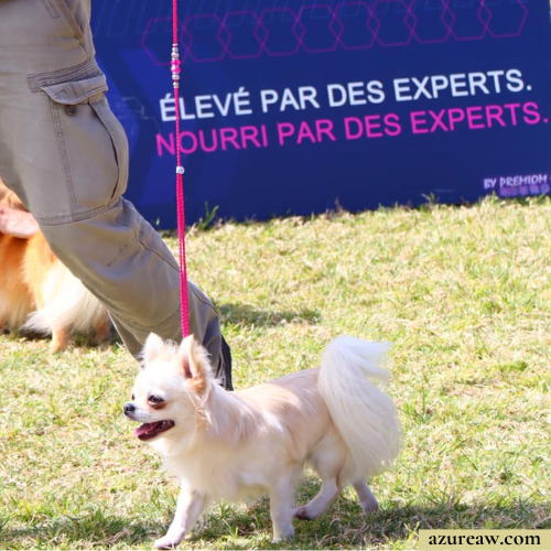 Chien portant une laisse d'exposition pour montrer le rendu | Azureaw