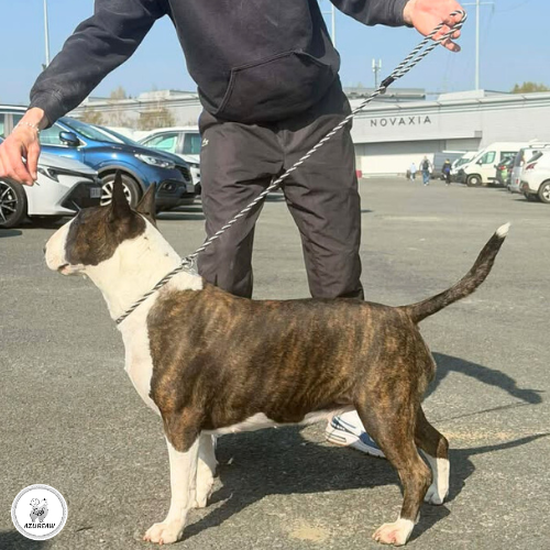Bull Terrier présenté avec une laisse d’exposition noir et blanc à anneaux bloqueurs lors de la Nationale d’Élevage 2026