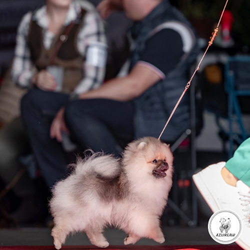 Laisse d’exposition portée par un Spitz – Azureaw Chien portant une laisse d’exposition pour montrer le rendu sur le ring | Azureaw
