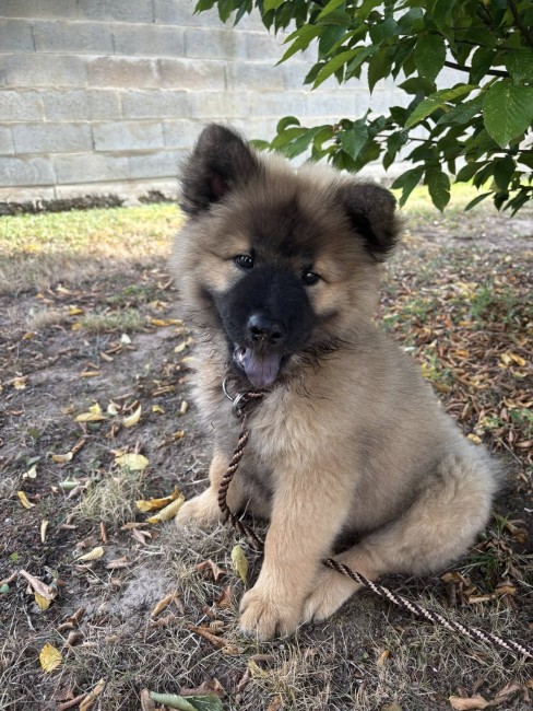 Laisse expositions canine - Grand diamètre 