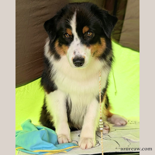 Chien portant une laisse d’exposition pour montrer le rendu | Azureaw