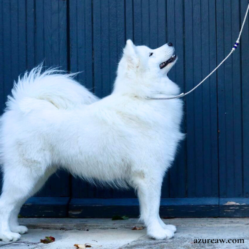 Chien portant une laisse d'exposition pour montrer le rendu | Azureaw