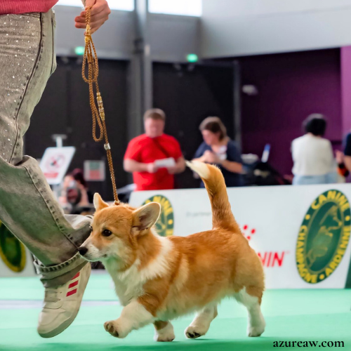 Chien portant une laisse d'exposition pour montrer le rendu | Azureaw