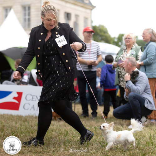 Chien portant une laisse d'exposition pour montrer le rendu | Azureaw