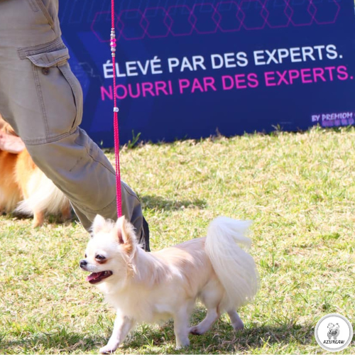Laisse expositions canines pour petit et moyen chien - Fait main Laisse expositions canines pour petit et moyen chien - Fait main
