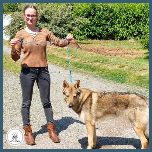 Laisse expositions canines grand chien - Fait main Laisse expositions canines grand chien - Fait main