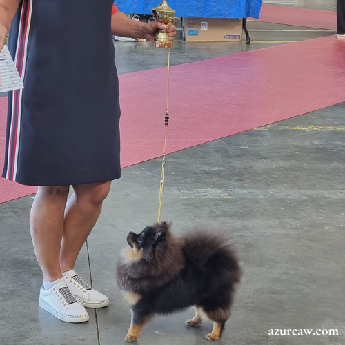 Laisse expositions canines pour mini chien - Fait main