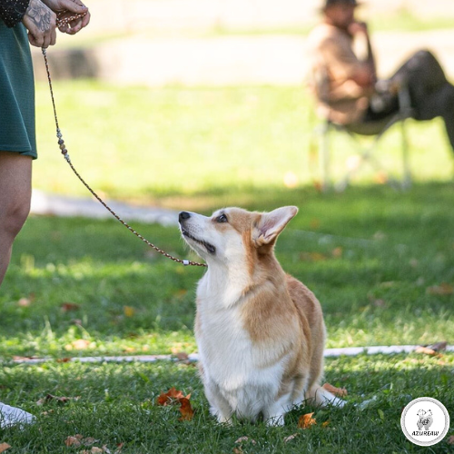 Laisse d’exposition portée par un Corgi – Azureaw Chien portant une laisse d’exposition pour montrer le rendu | Azureaw