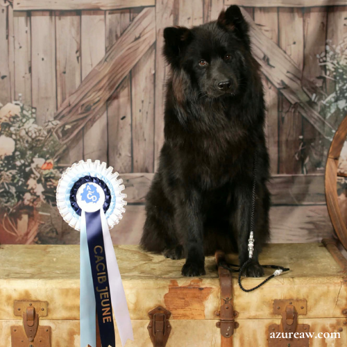 Laisse d'exposition portée – Azureaw Chien portant une laisse d'exposition pour montrer le rendu | Azureaw