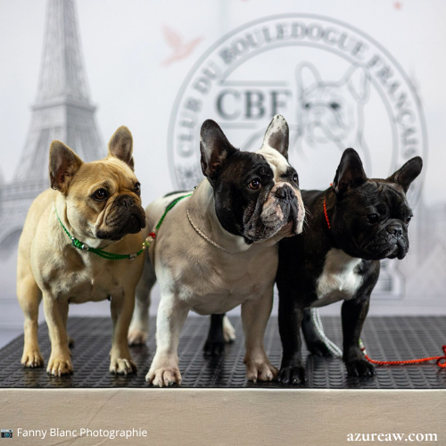 Chien portant une laisse d'exposition pour montrer le rendu | Azureaw