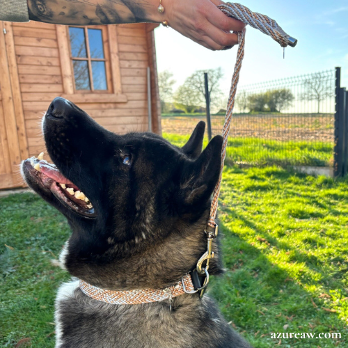 Chien portant une laisse mousqueton pour montrer le rendu | Azureaw