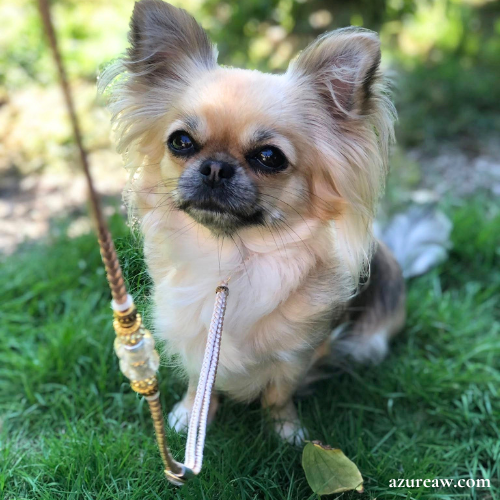 Chien portant une laisse d'exposition pour montrer le rendu | Azureaw